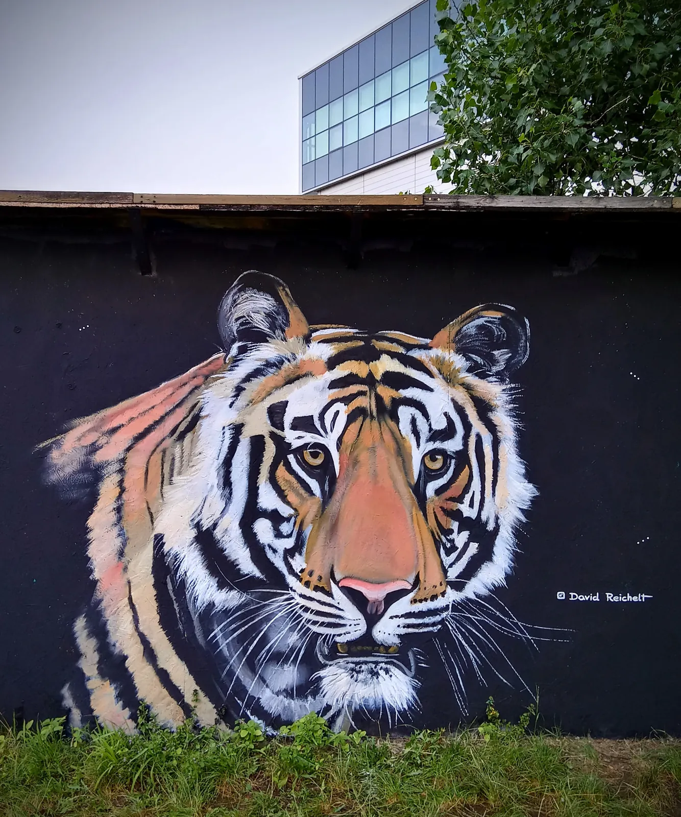 Street artová malba tygra na venkovní zdi